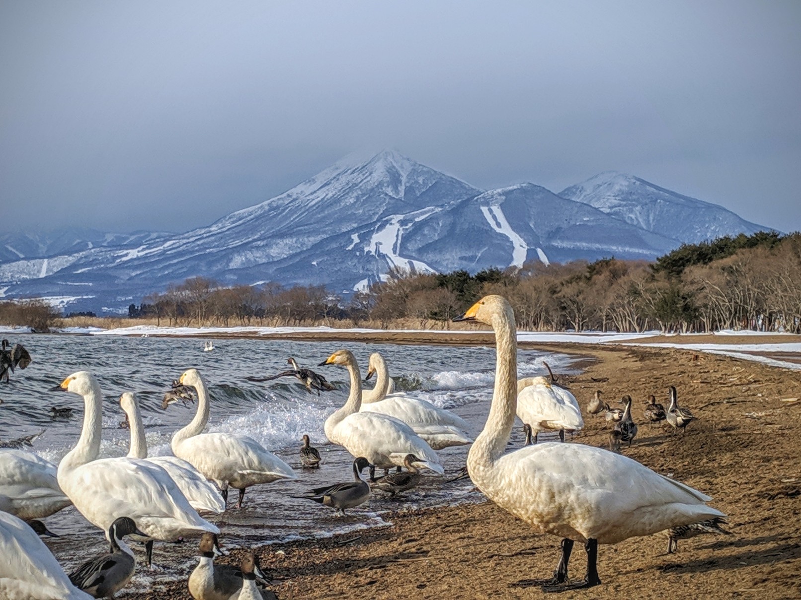 白鳥を見るなら猪苗代湖がおすすめ！冬の渡り鳥を見に行こう。