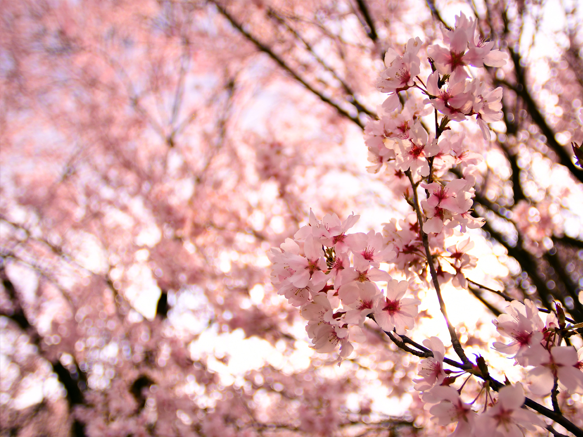 福島に桃源郷あり と言わしめた 花見山公園 くつろぎ宿ブログ 勝手に会津観光局