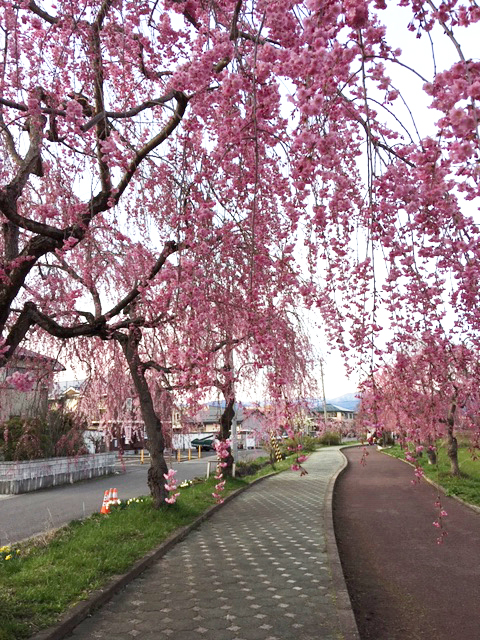 4月14日更新】喜多方日中線しだれ桜並木が七分咲きで満開間近🌸会津の