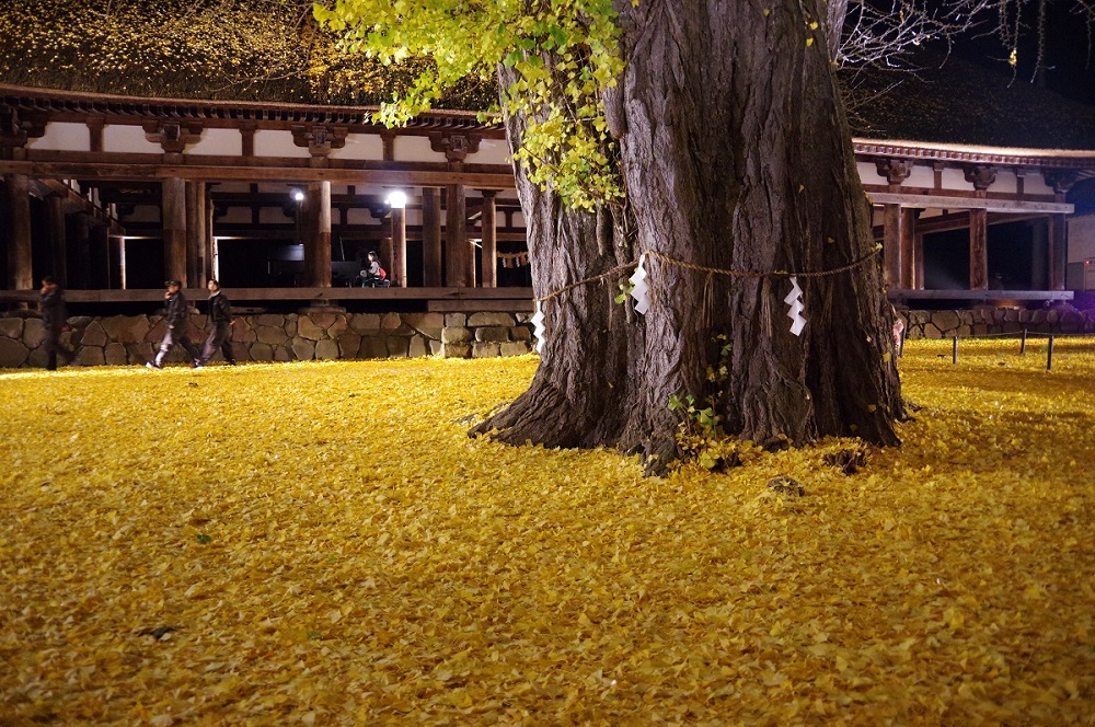 全てのアイテム 11月中旬〜下旬の紅葉なら、喜多方「長床」の大イチョウが コレクション