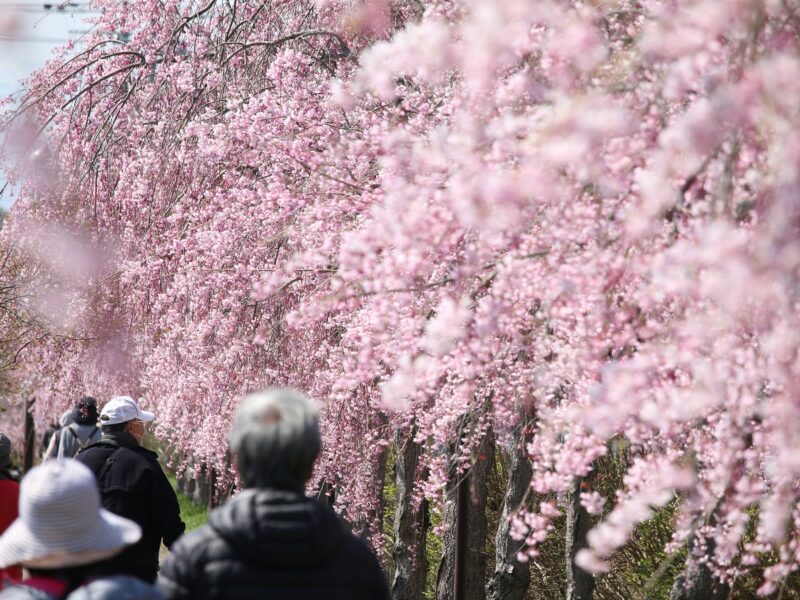 喜多方市の日中線しだれ桜2021年4月8日撮影