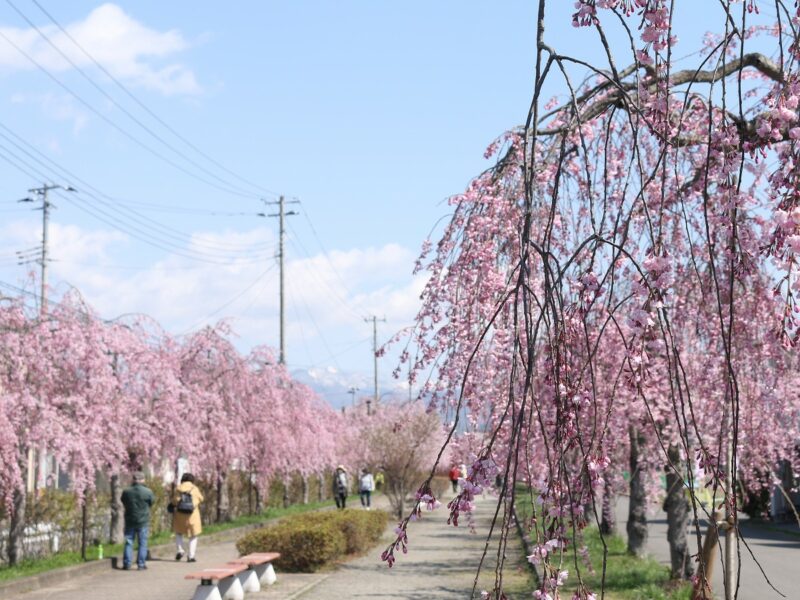 喜多方市の日中線しだれ桜2021年4月8日撮影
