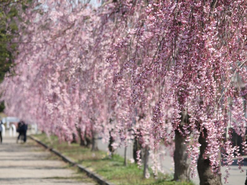 喜多方市の日中線しだれ桜2021年4月8日撮影