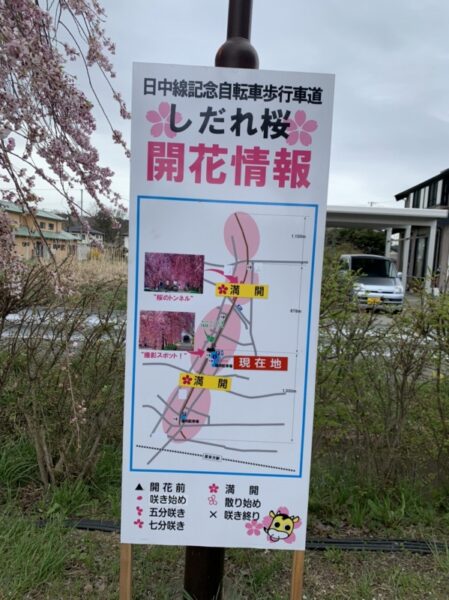 日更新喜多方日中線しだれ桜並木が七分咲きで満開間近🌸会津の